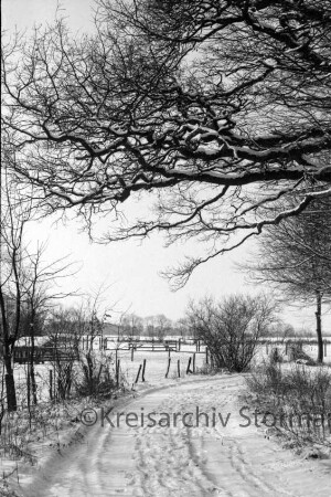 Straße zwischen Badendorf und Heilshoop: oben Äste eines Baumes: im Hintergrund Knicklandschaft mit Zäunen, Gattern und Schuppen: Winter