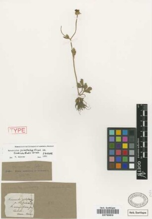 Ranunculus psilostachys Griseb. var. Griseb. friedrichsthalii[syntype]
