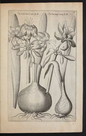 Taf. 27. [Narcissus]
