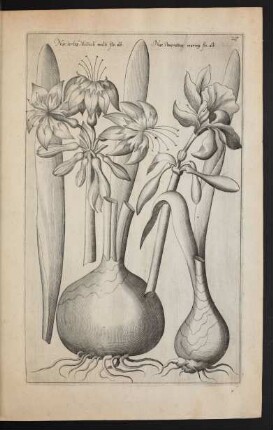 Taf. 27. [Narcissus]