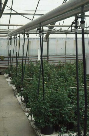Fotografie: Gartenbautechnik-Gewächshaus, Bewässerung