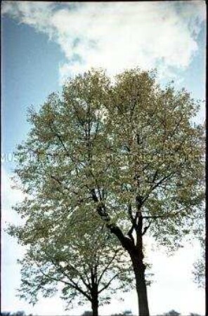 Birke gegen den Himmel