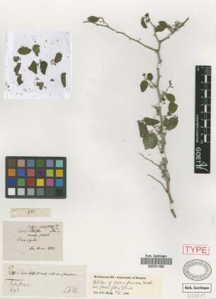 Celtis flexuosa (Wedd.) Miq. var. Griseb. glabrifolia
