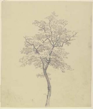 Junger Baum