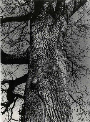 Baum von Unten, Detail