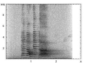 Beo | Gracula religiosa - Imitation der menschlichen Sprache
