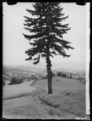 Fischbach mit Riesengebirge
