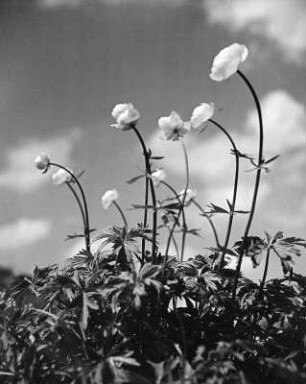 Blumen. Trollblumen