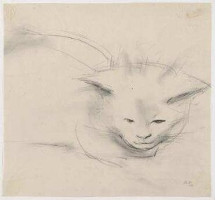 Katze