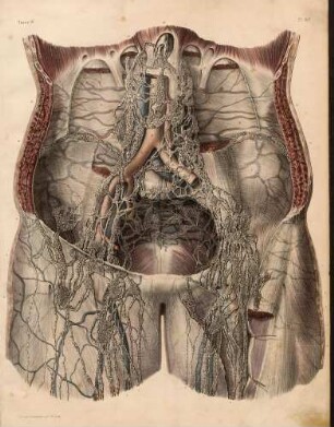 Lymphdrüsen und Lymphgefäße an den Oberschenkeln, in der Leistenregion und an der Aorta