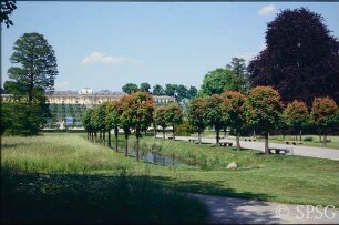 Potsdam, Park Sanssouci, Kastanien an den Stichgräben.