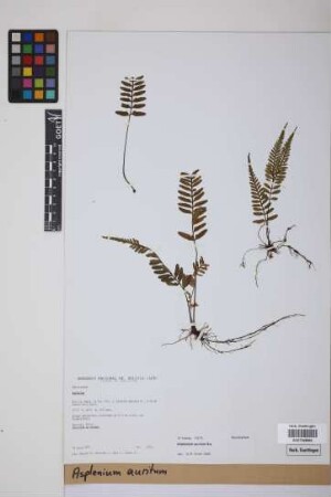 Asplenium auritum Sw.