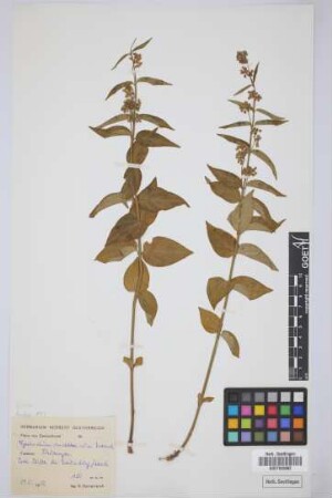 Cynanchum vincetoxicum Moench