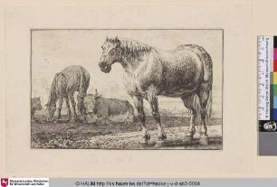 [Pferde und Kühe auf einer Weide, im Hintergrund eine Stadt; Horss and cows]