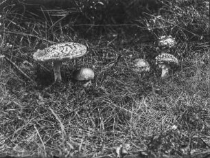 Steinpilz : Steinpilz (Boletus Linnaeus) und Fliegenpilz (Amanita muscaria Linnaeus).
