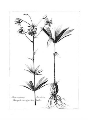 Lilium Montanum Flore Pleno