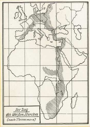 Der Zug des Weißen Storches (Ciconia ciconia) nach Thienemann