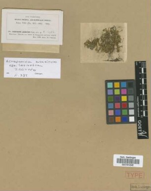 Acroporium monoicum (Sande Lac.) M. Fleisch. var. laxiretum M.Fleisch.[isotype]
