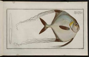 CXCIr, Zeus Ciliaris