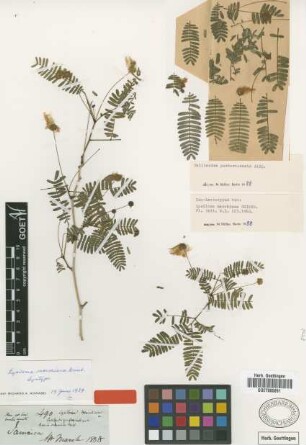 Calliandra portoricensis Jacq.