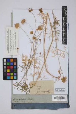 Gilia capitata Hooker.