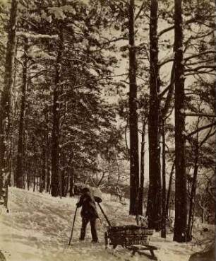 Winterwald am Rochwitzer Busch