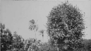 Garten des Generalgouverneurs in Khartum [Reise nach dem Sudan, Band 1]