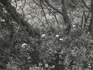 Sumpfporst (Rhododendron tomentosum Harmaja, Syn.: Ledum palustre L., Rhododendron palustre (L.) Kron & Judd) im Georgenfelder Hochmoor