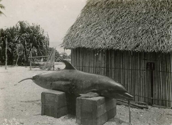 "Beaked shark, Nauru, Marshall-in."