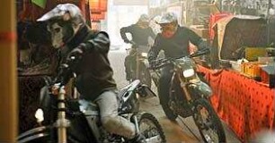 Gangs