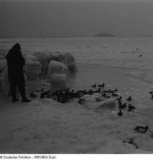 Bei Saßnitz. Winter an der Ostsee, Spaziergänger füttert Enten, im Hintergrund die Saßnitzer Fähre, sog. Schwedenfähre