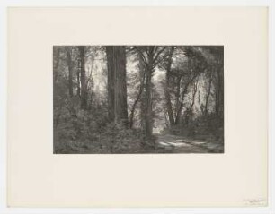 Chemin sous bois, Blatt 47 der Folge "Le paysage au fusain"