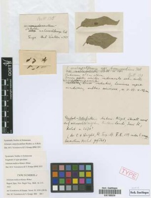 Solanum malacochlamys Bitter [isotype]