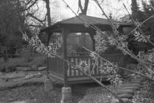 Baumblüte im Japangarten