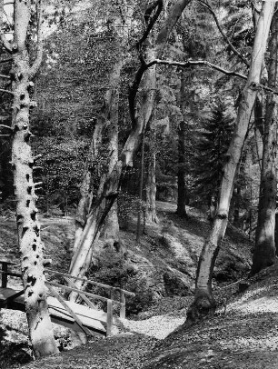 Landschaftsfotografie. Ein Wanderweg im Teuteburger Wald, einem Mittelgebirgszug des Niedersächsischen Berglandes