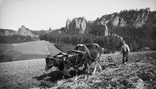 Sächsische Schweiz. Rathener Felsgebiet. Pflügendes Rindergespann auf dem Gamrighang. Blick gegen Kleine und Große Gans, Feld- und Honigsteine sowie Gamrig