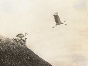 Weißstorch (Ciconia ciconia L.) vom Nest abfliegend