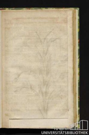 Antholyza flore coccinea Linnai.