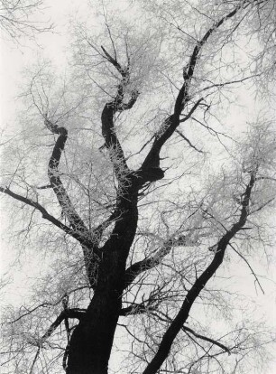 Baum im Raureif-Kostüm