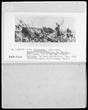 Wacholder (Gestrüpp in der Heide)