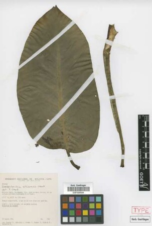 Dieffenbachia williamsii Croat [paratype]