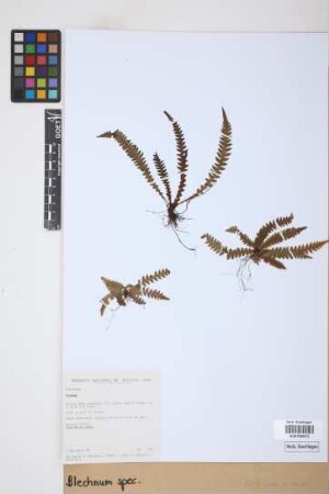 Blechnum