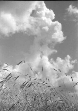 Nepotrowo: Weizenähren vor Wolkenhimmel