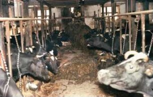Fotografie: Fütterungstechnik, Futtervorlage, Silage, Greiferanlage