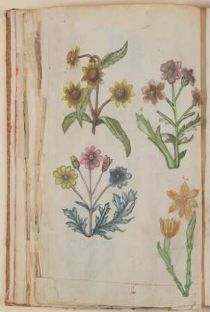 Verschiedene Blumen, unter anderem Primeln [aus einem Skizzenbuch der Marianne Franziska Seiffert von Klettenberg]