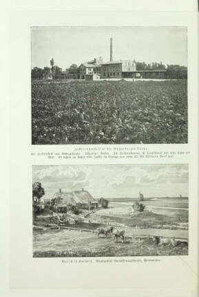 Zuckerrübenfeld in der Magdeburger Börde