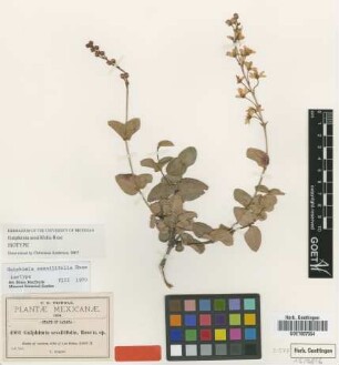 Galphimia sessilifolia Rose [isotype]