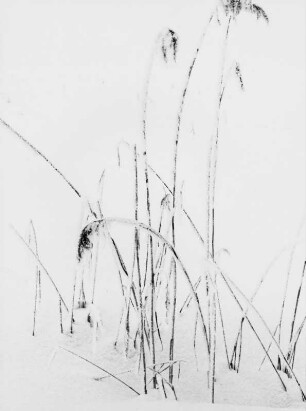 Schilf im Schnee