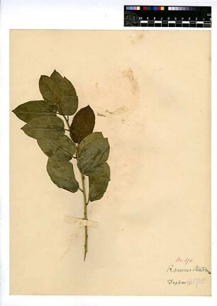 Rhamnaceae Rhamnus Alaternus Hudson, William (1730 - 1793) [Daphne, Türkiye (preferred, C,V,N)]
