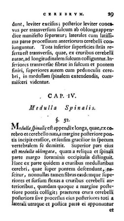 Cap. IV. Medulla Spinalis.